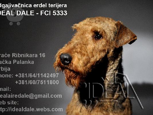 PoulaTo: Αιρντέιλ Τερριέρ Airedale terrier